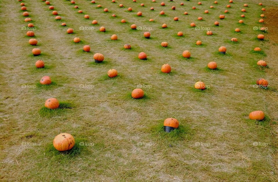 Pumpkin in a row