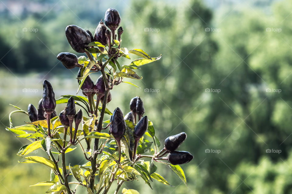 Chili plant