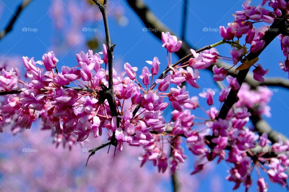 Pink cherry blossom on branch