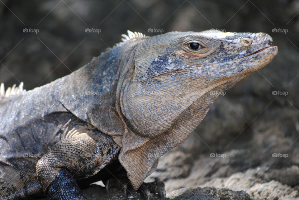 Iguana