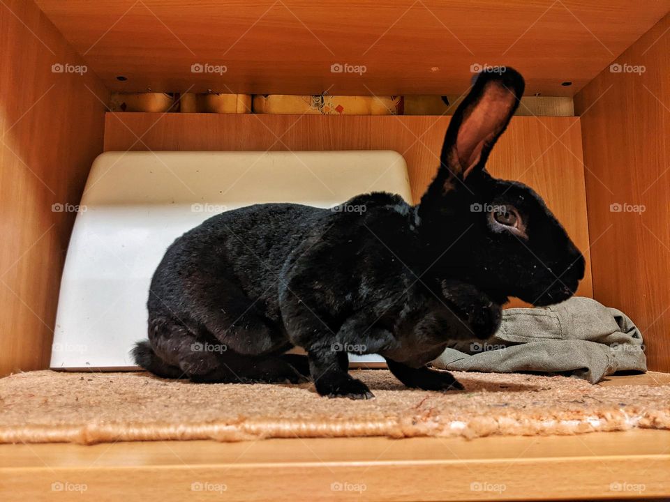 black domestic rabbit