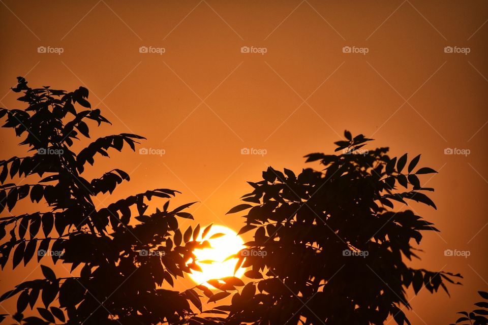 Beautiful sunset and tree leaf's
