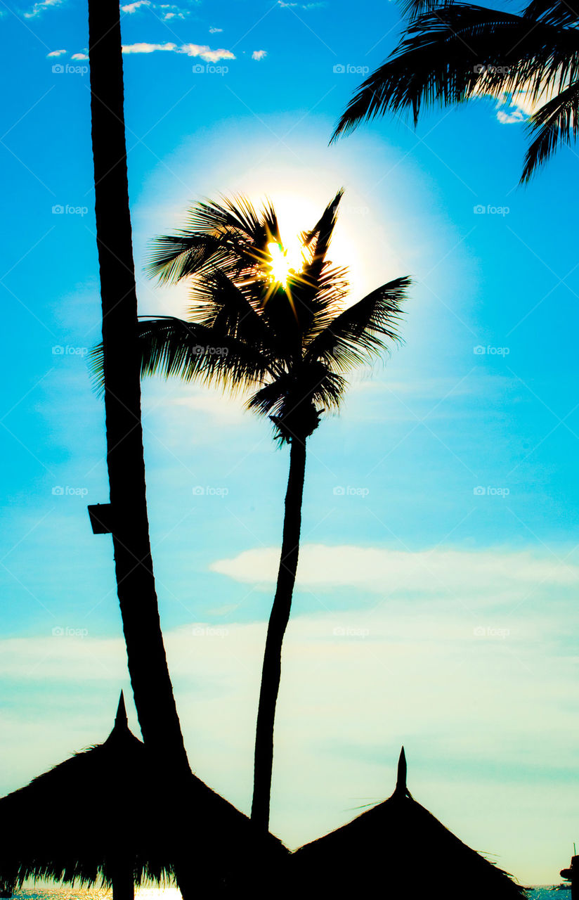 Aruba . Palm tree with blue sky