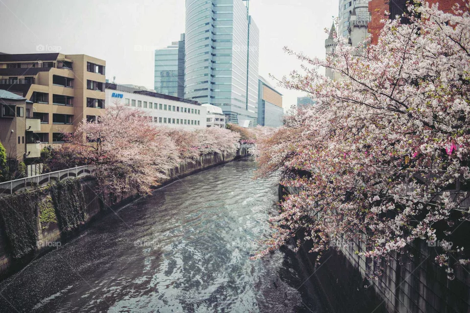 City, Water, Architecture, Travel, Tree