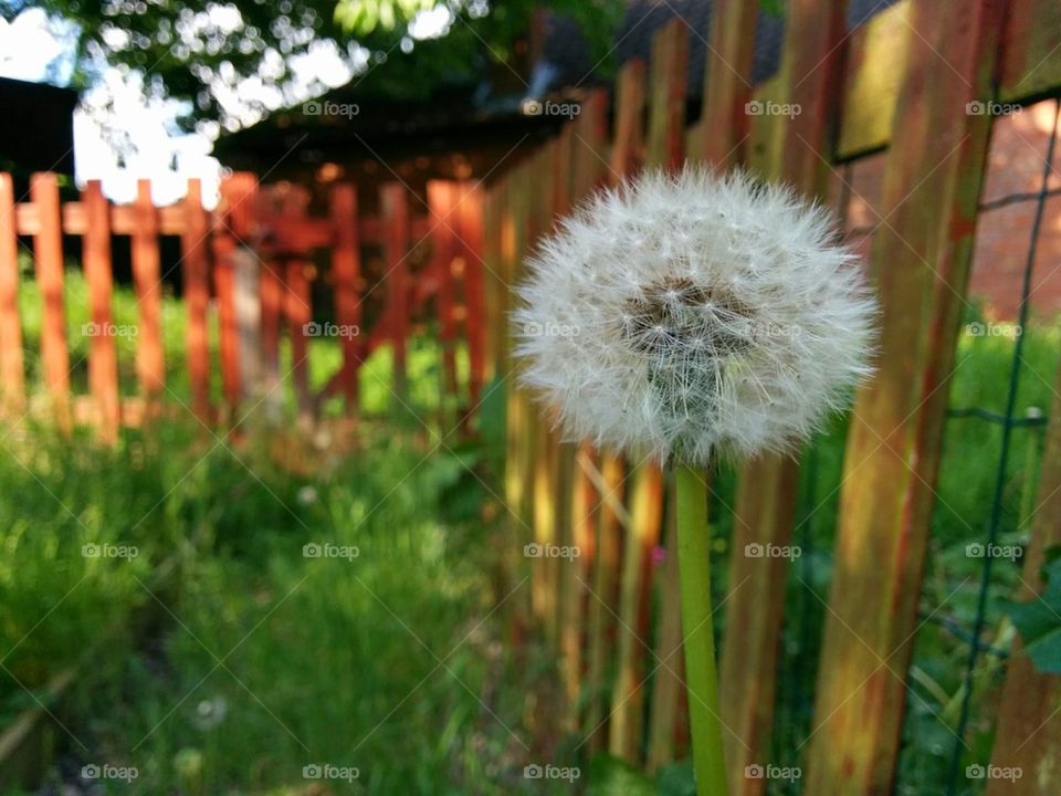 Dandelion in the garden - Taraxacum officinale