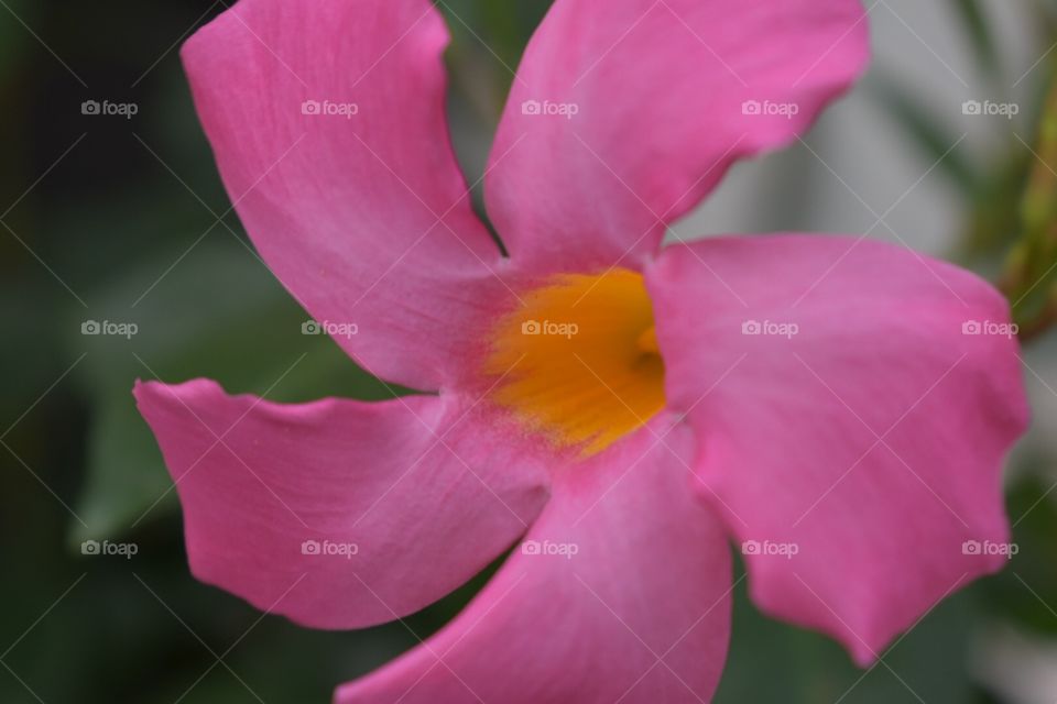 Pink and yellow flower