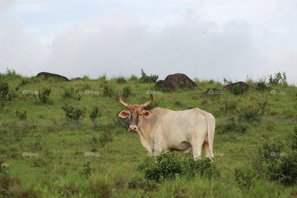 Longhorn bull on a mountainside pasture