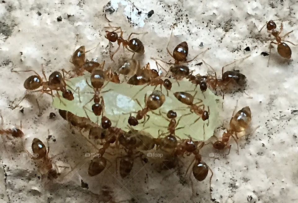 Ants feasting on grape
