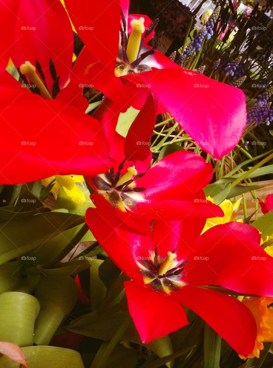 Beautiful red opened tulips 