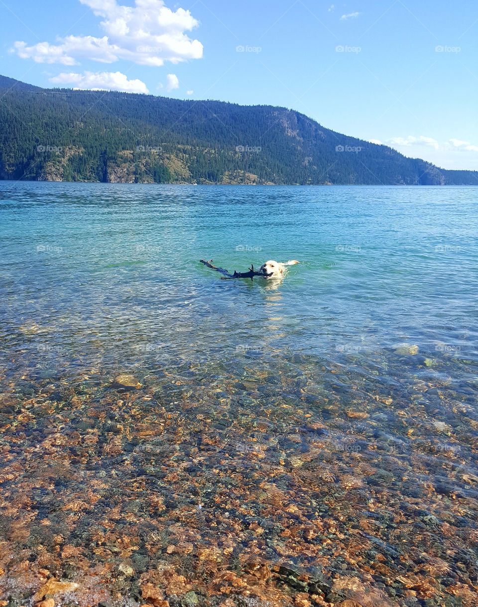 These Paws Were Made For Swimming, 
And That's Just What They'll Do 🐾🎶

A Good Girl Pulling Big Branches Out Of The Lake 💪