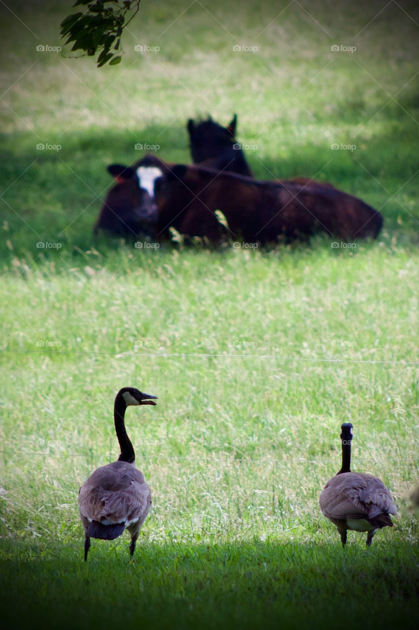 Two Canadian geese stand at the edge of a pasture where two steers lay, enjoying the shade, each curiously observing the other