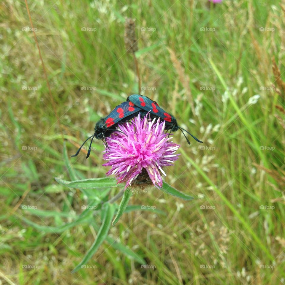 A pair of black and red butterfly mating on a purple flower. Summer in Cornwall.
