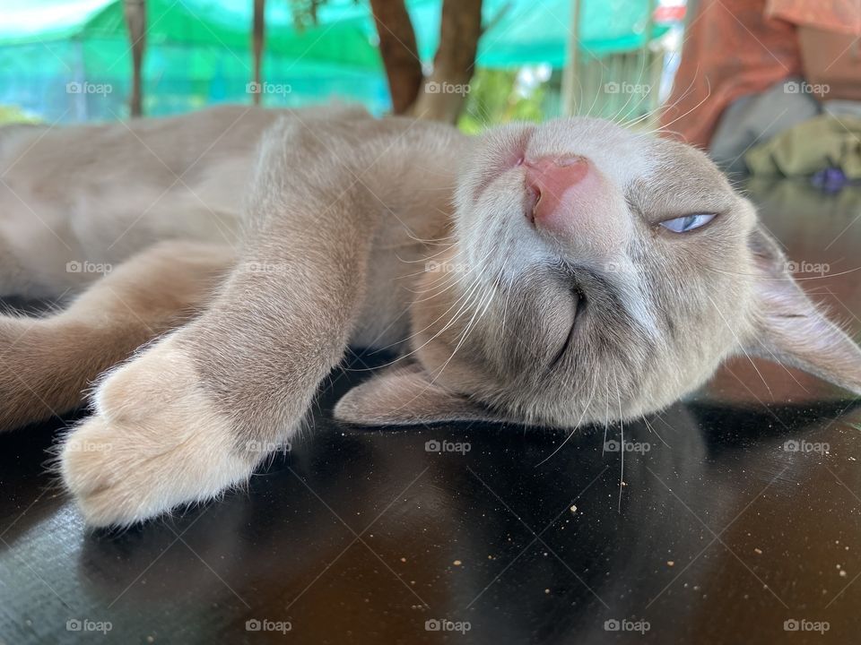 A kitten lying to rest