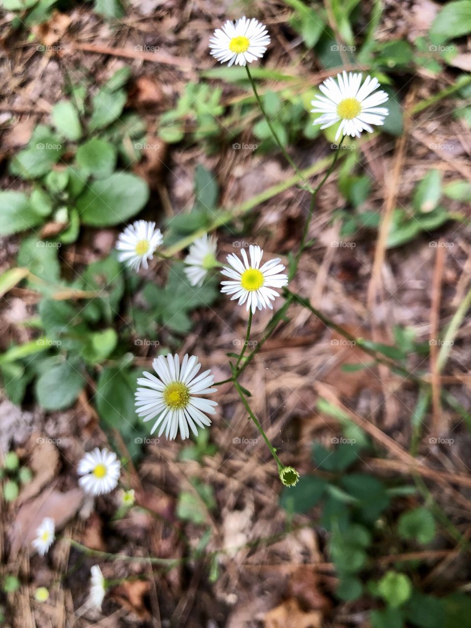 Overhead closeup of wild daisies 