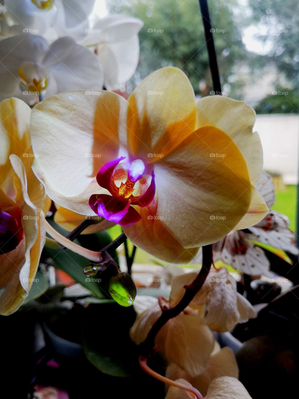 Orchid