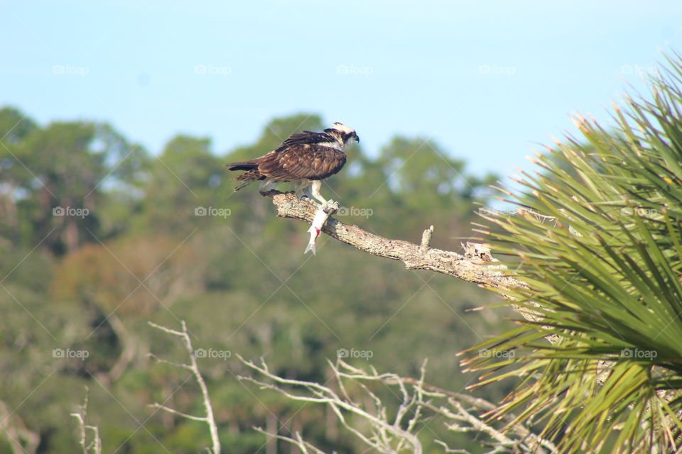 Adult Osprey with a Medium Sized Fish 