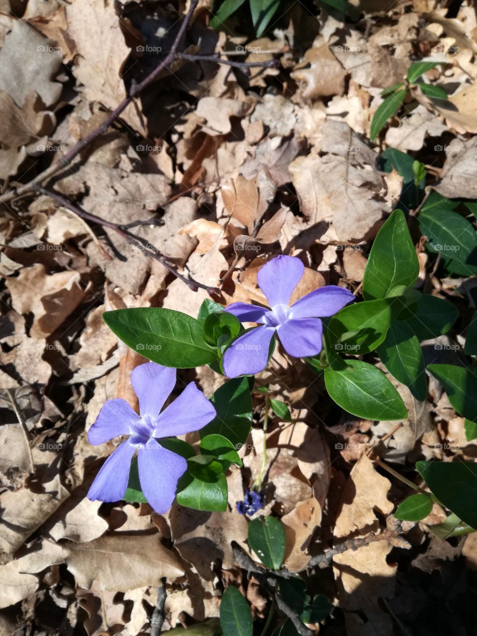 Vinca: spring flowers