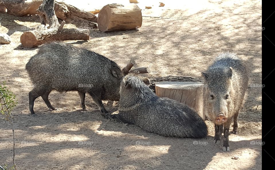 Collared Peccaries at Phoenix Zoo