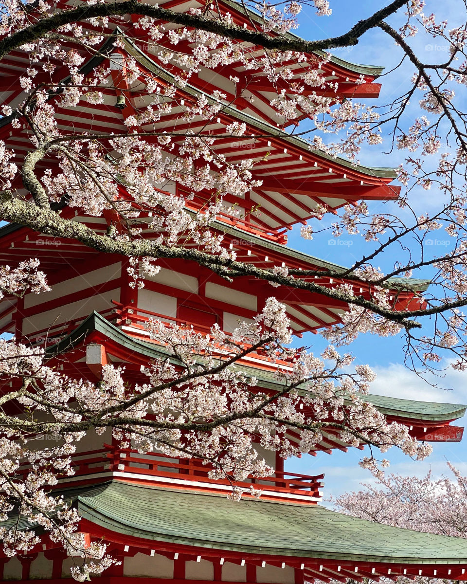 Five-tiered vermilion pagoda backdrop with pale pink cherry blossoms in full bloom. Springtime at its peak in Fujiyoshida, Japan