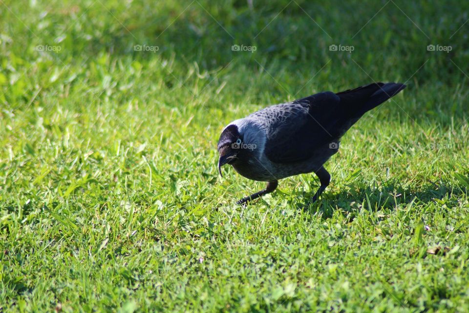 The Crow