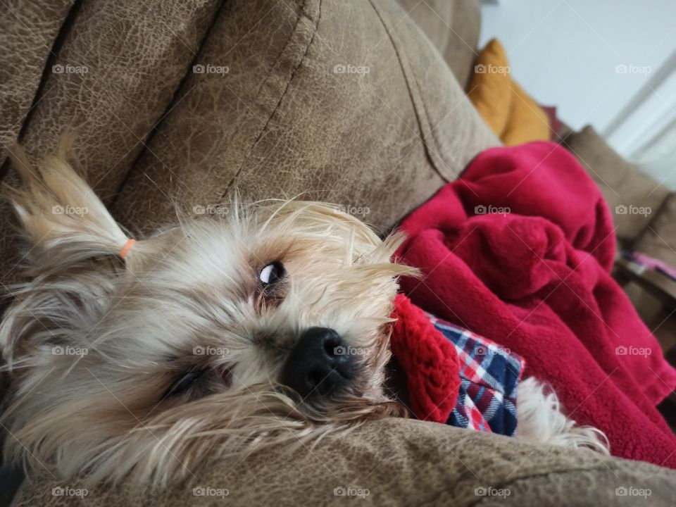 A cute and funny dog with squinting eyes and winter coat lying and sleeping on the brown sofa
