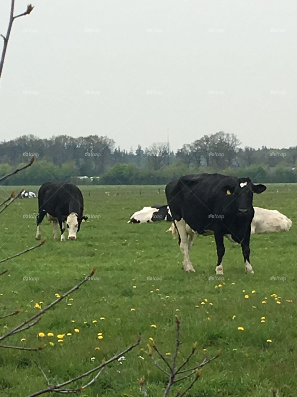 Frisian cows