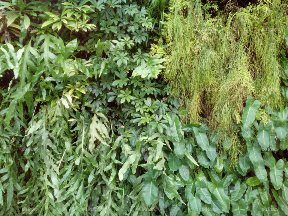 Green Plant Wall