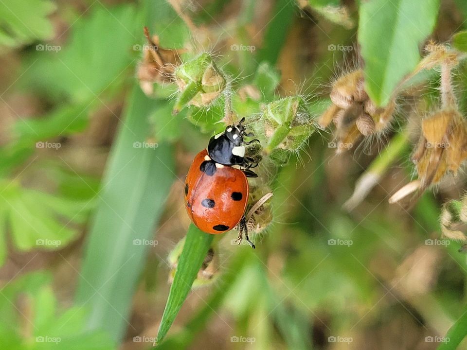 Battle: Winter vs. Spring
