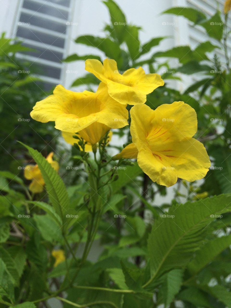 Close-up of golden rain tree flowers