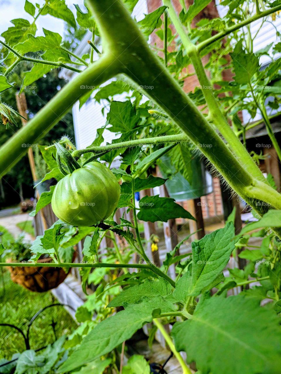 heirloom tomato in my garden