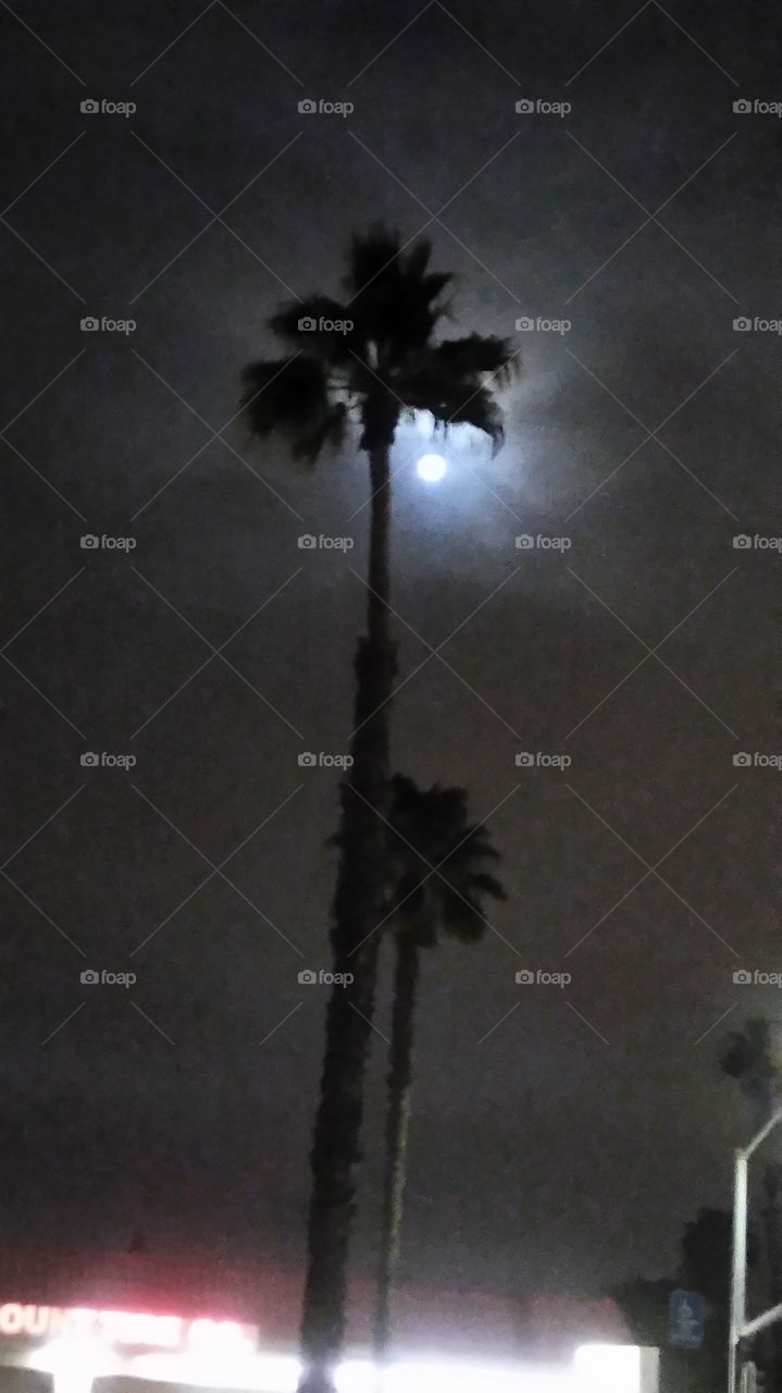 palm trees in the night