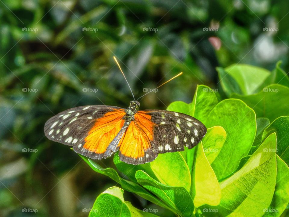 Beautiful monarch butterfly