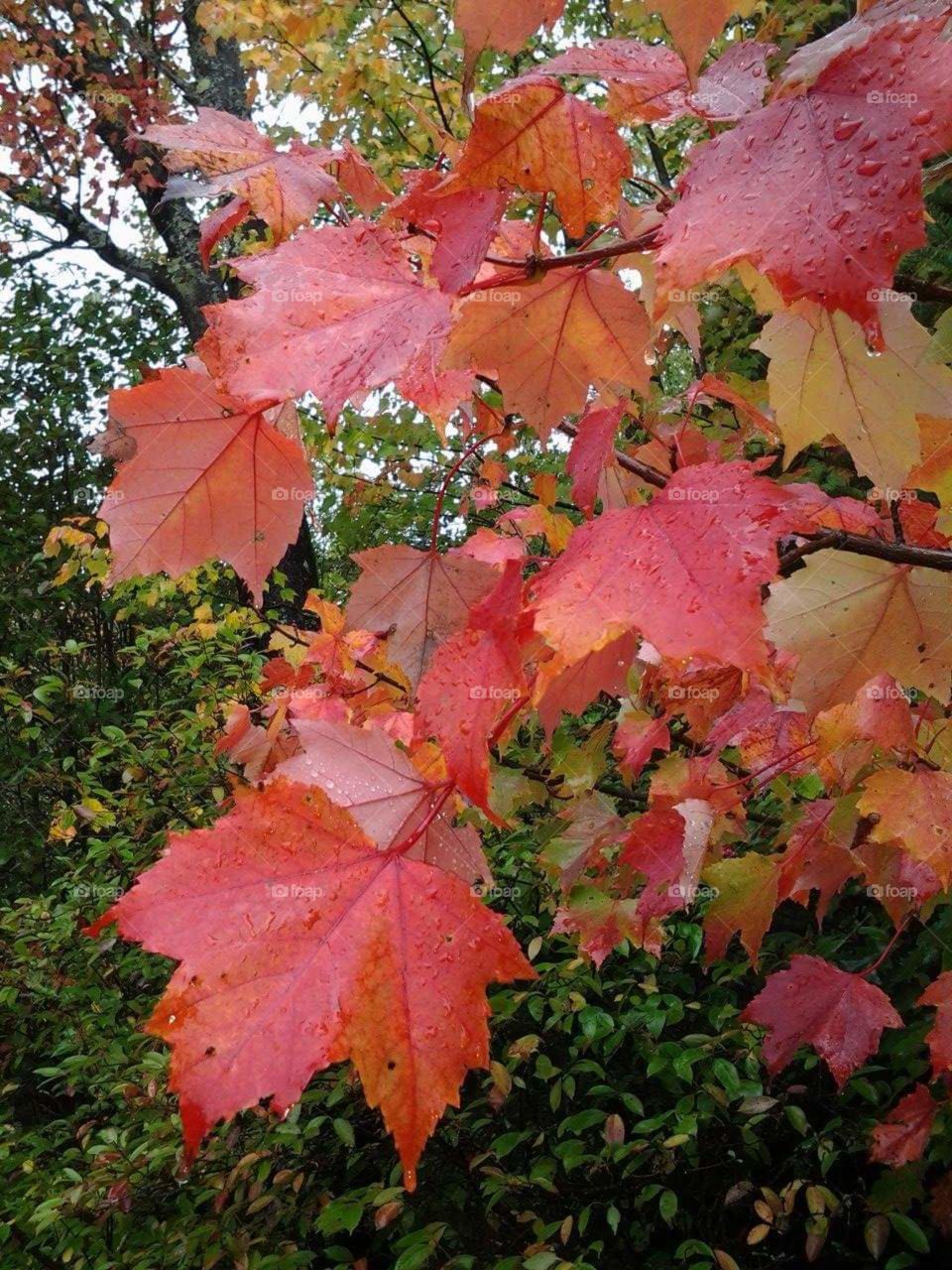 fall leaves. red leaves on a rainy day
