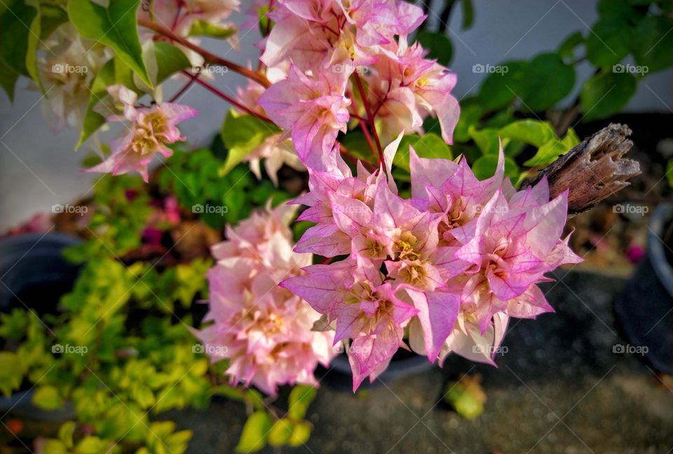 a close view of beautiful ,pink buiganvilla flower