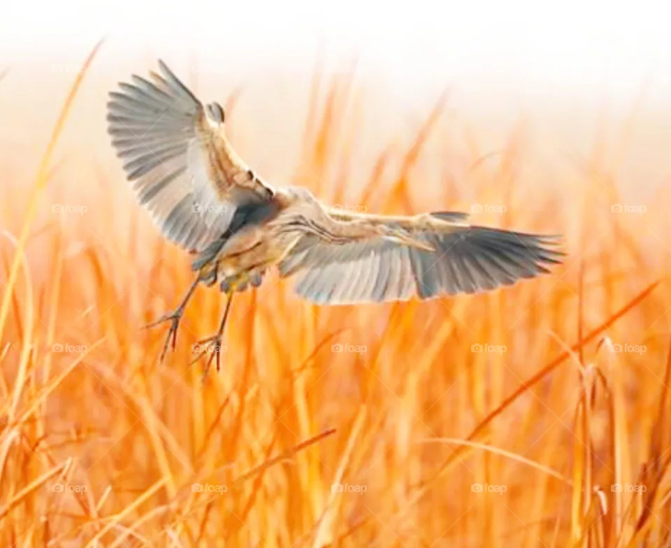 bird