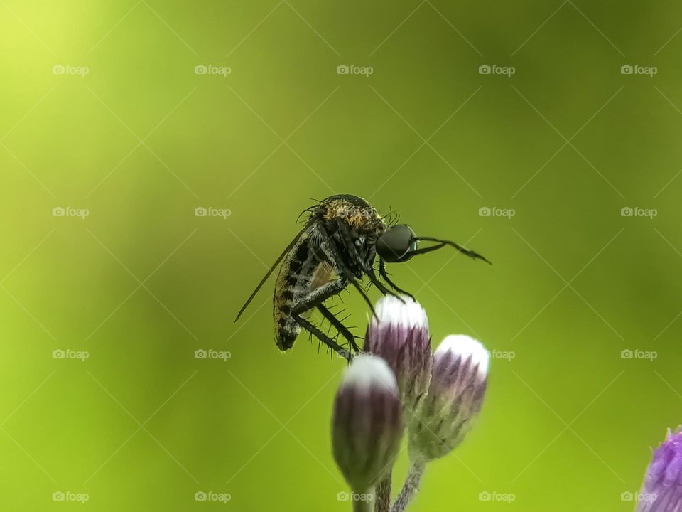 Insects on flowers