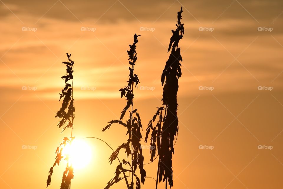 Sunlight passing through the tree