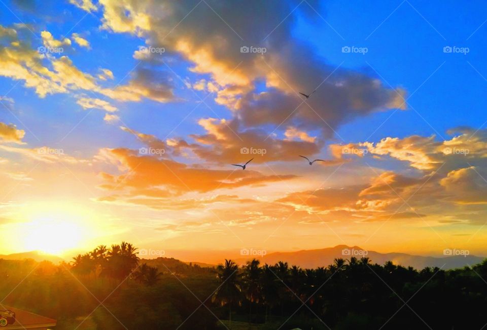 Birds flying into the sunset