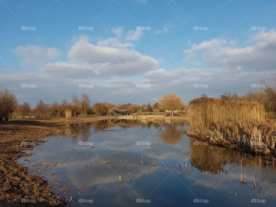 Bonn tannenbusch Teich