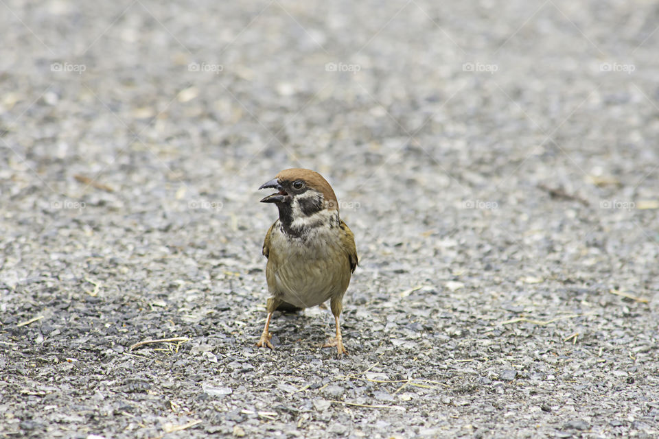 The sparrow on the asphalt road.