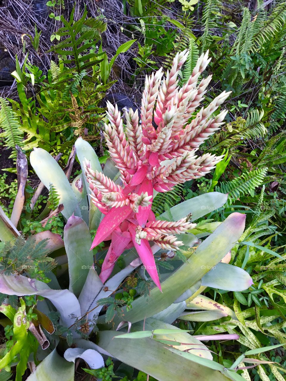 Tropical foliage