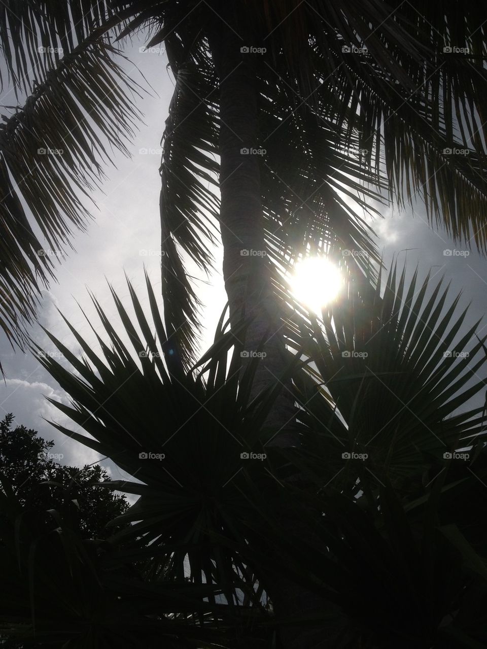 Swaying in the Breeze