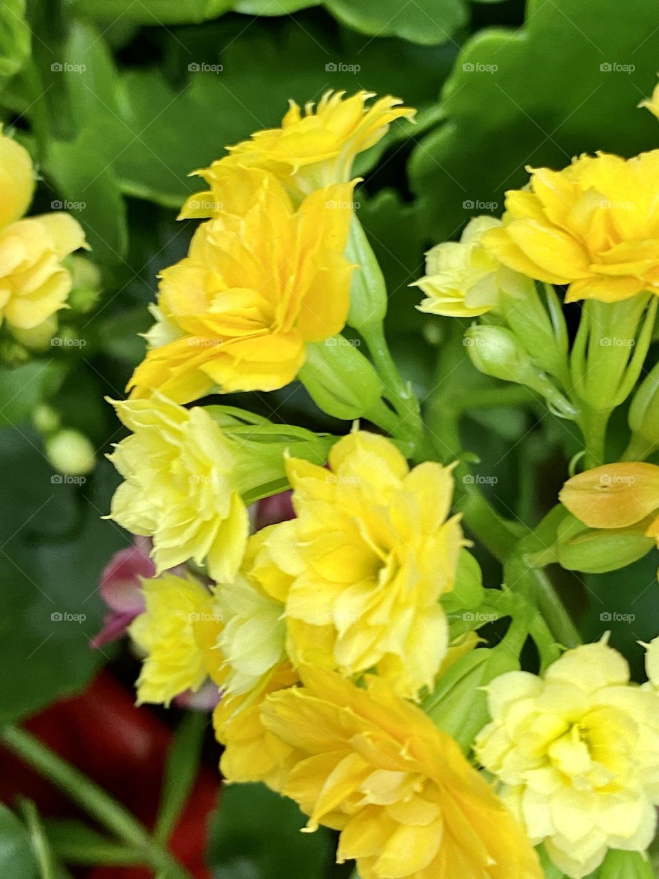 Yellow flowers 