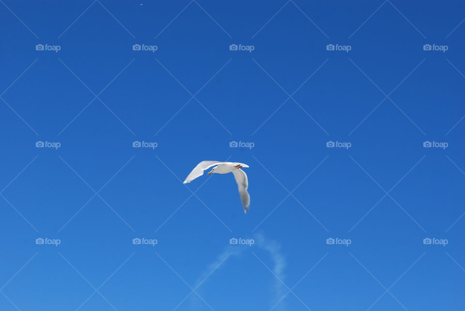 Seagull 