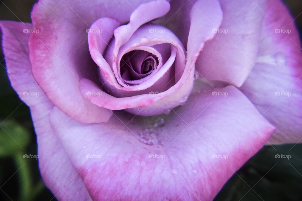 Close up pink rose