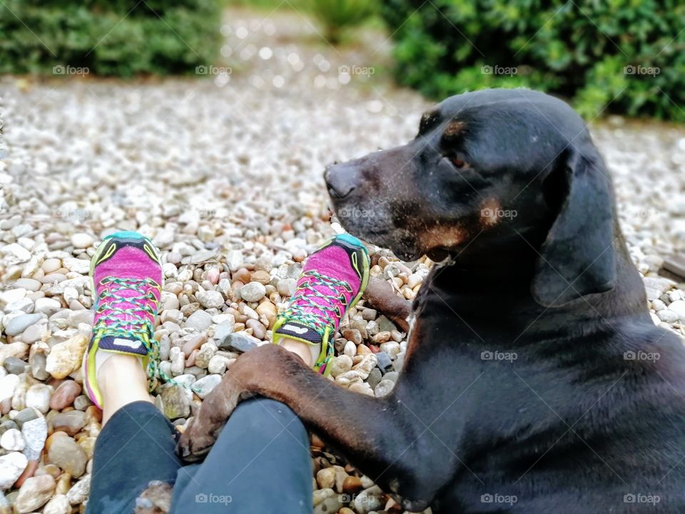 Spring walk with your dog