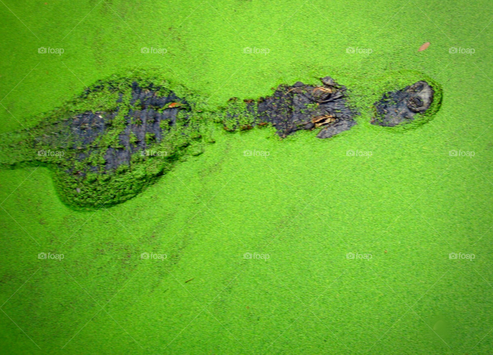 animal hidden reptile alligator by krispett