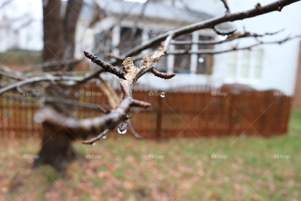 Icy branch!
