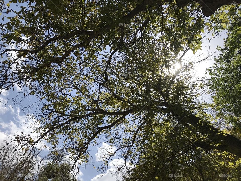 Under a tree looking at the sky