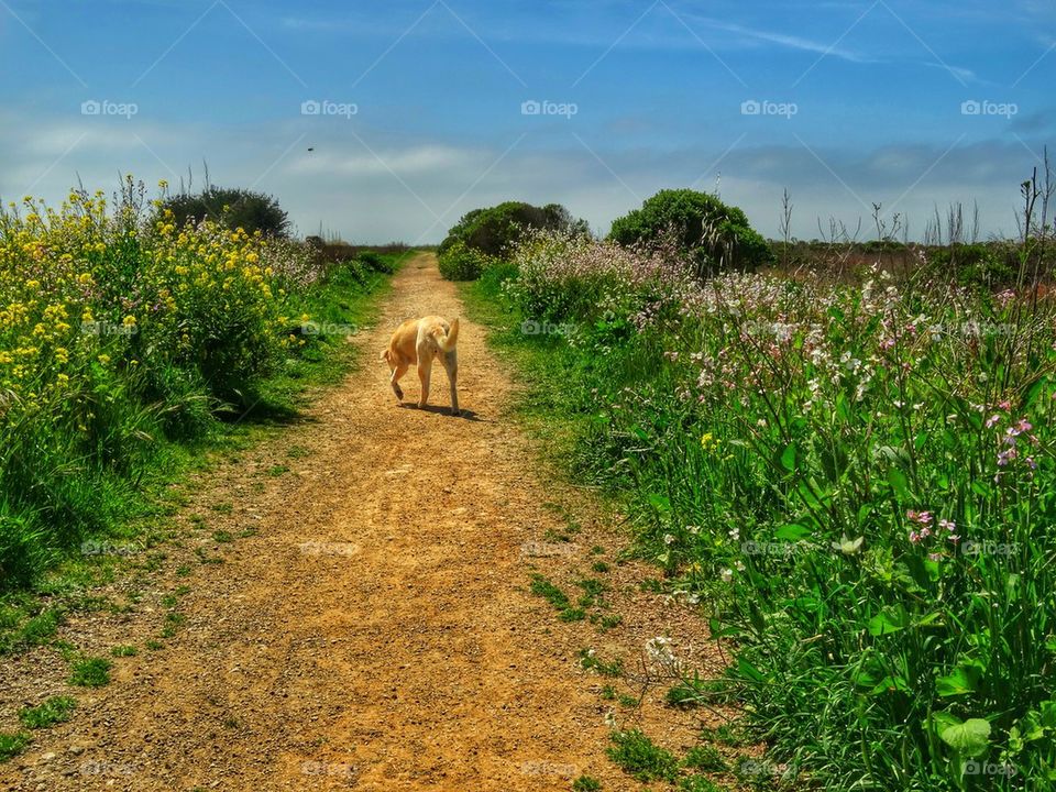 Dog on trail 